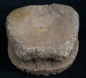 Nicely Preserved Ornithischian Dinosaur Vertebrae #8451-1